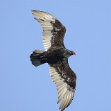 Turkey-Vulture 1