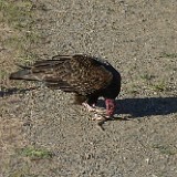 Turkey-Vulture 2