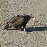 Turkey-Vulture 3