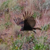 Turkey-Vulture 4