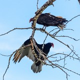 Turkey-Vultures