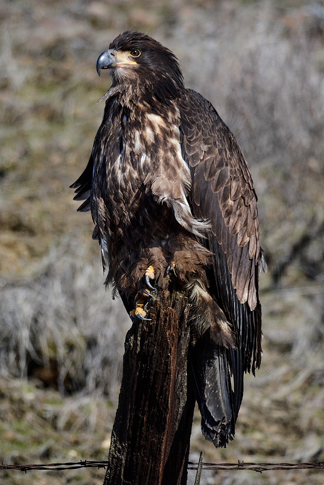 Bald-Eagle-juvinile