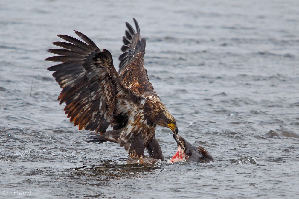 Bald-Eagle-juvinile 2