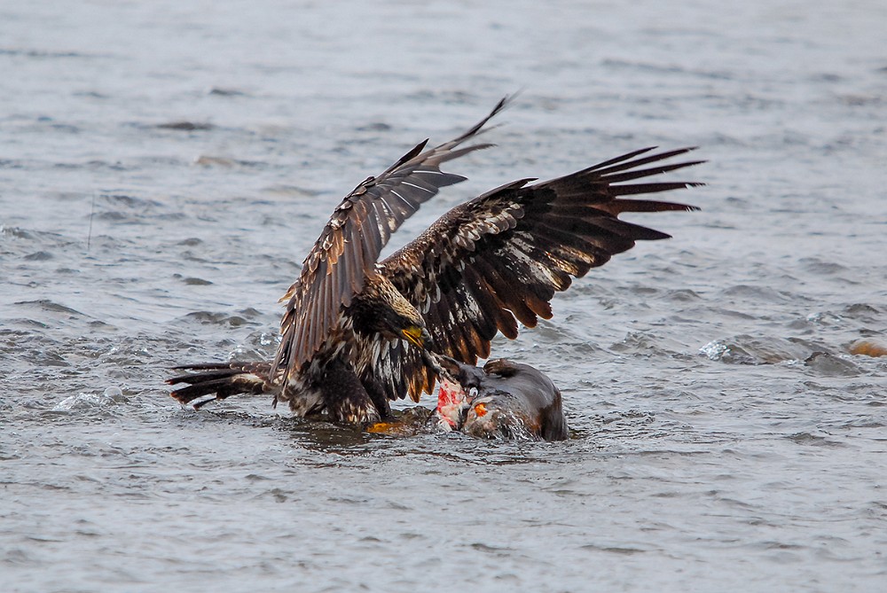 Bald-Eagle-juvinile 3