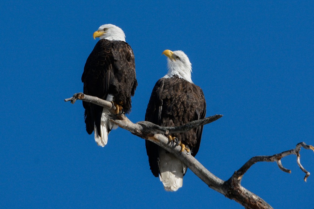 Bald-Eagle