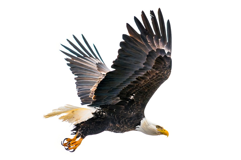 Bald-Eagle 1