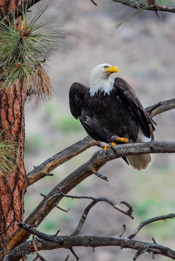 Bald-Eagle 2