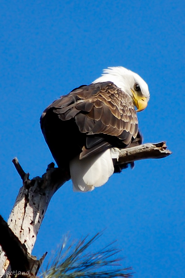 Bald-Eagle 3