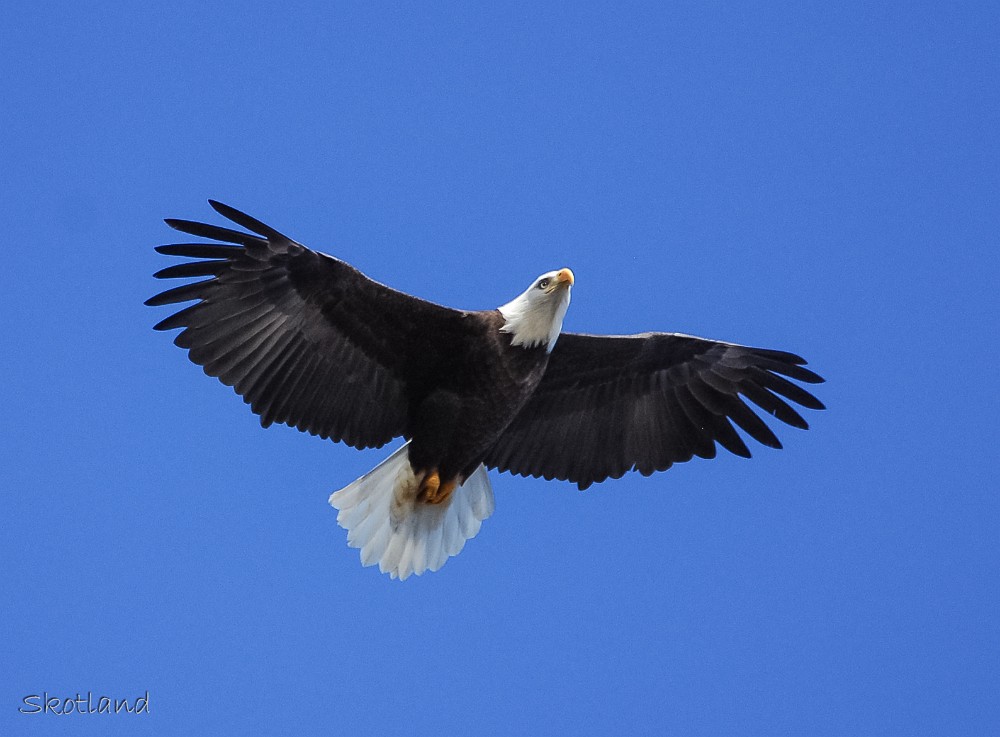 Bald-Eagle 4