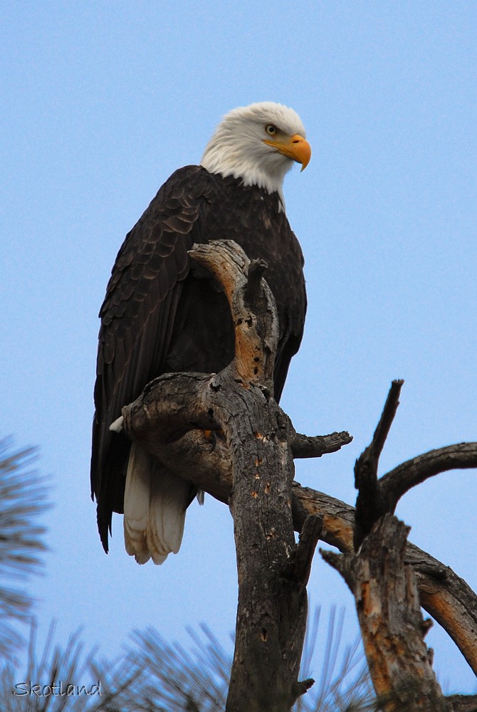 Bald-Eagle 5