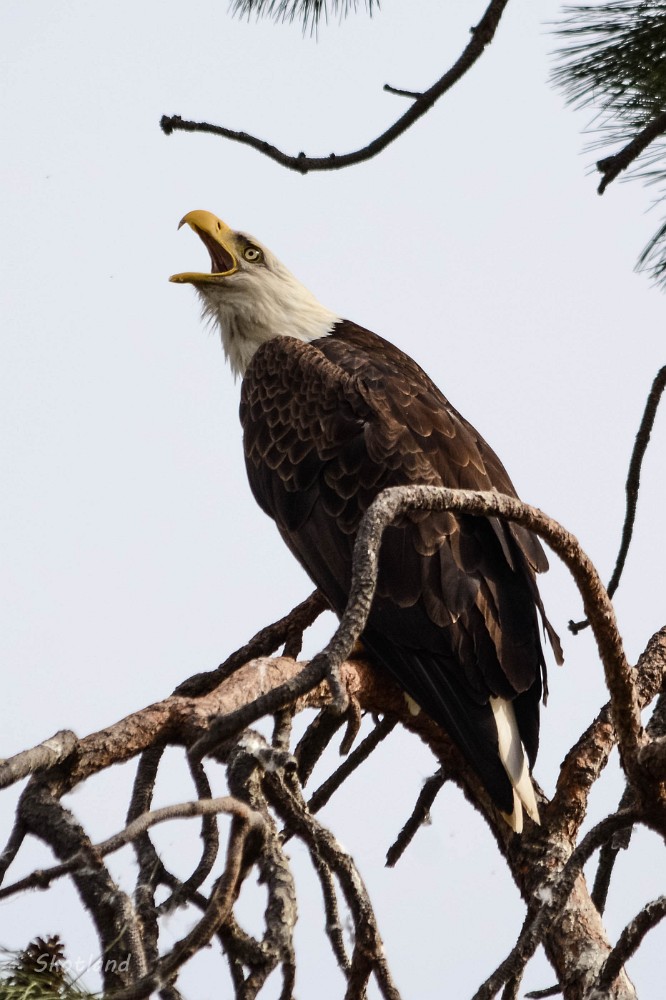 Bald-Eagle 6