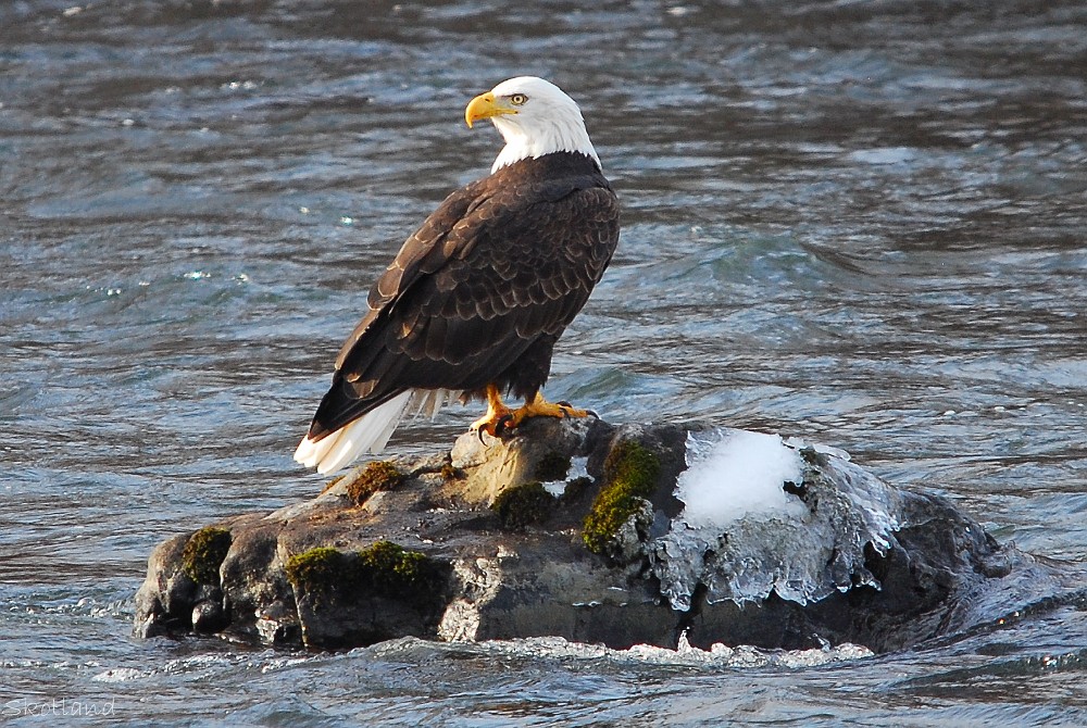 Bald-Eagle 7