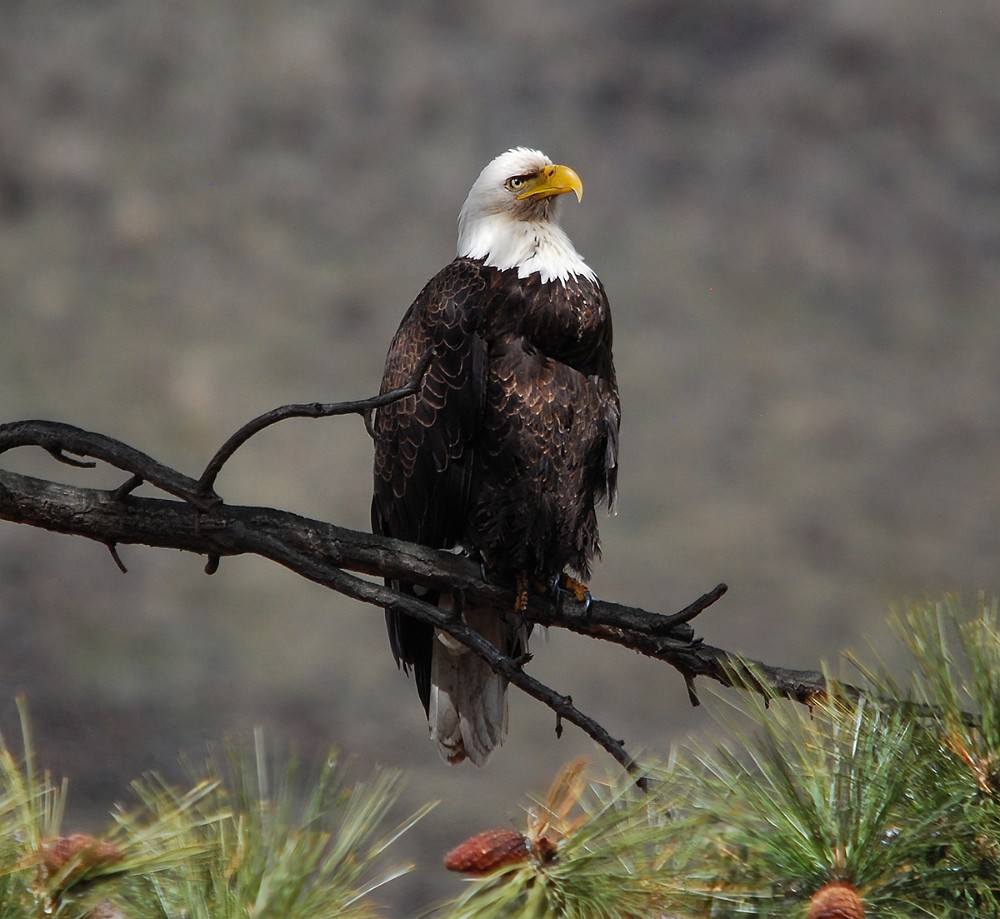 Bald-Eagle 8