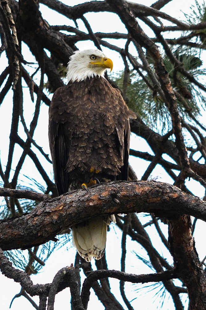 Bald-Eagle 9