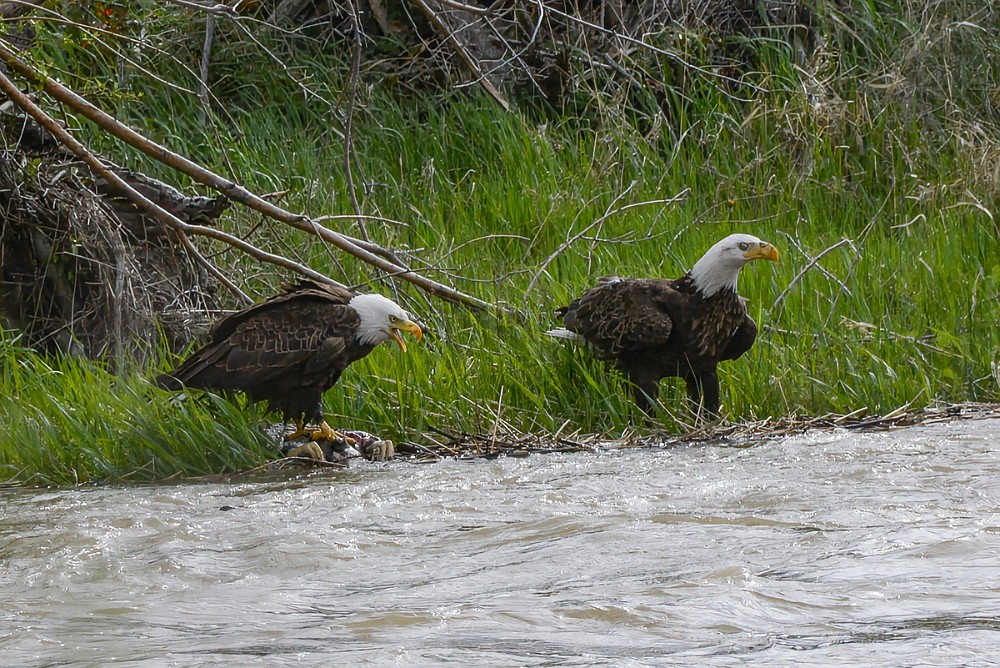 Bald-Eagles