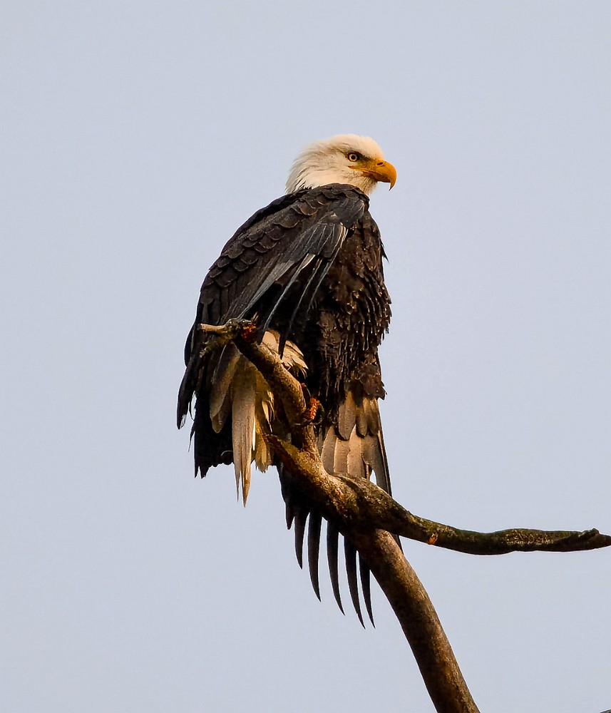 Baldy-drying-in-late-afternoon-sun