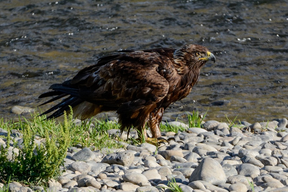 Golden-Eagle-Juvenile