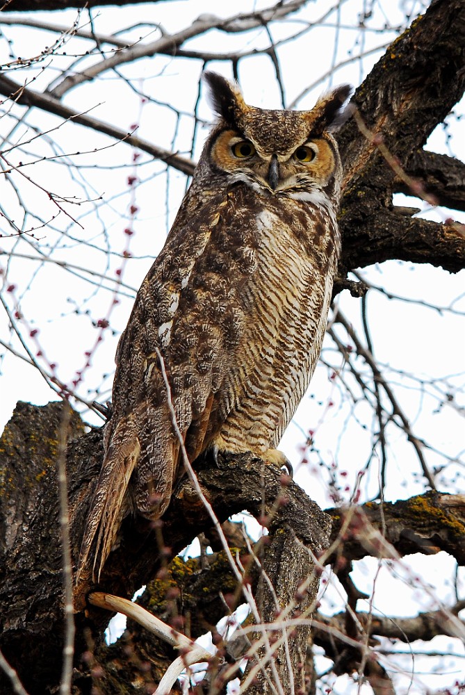 Great-horned Owl 1