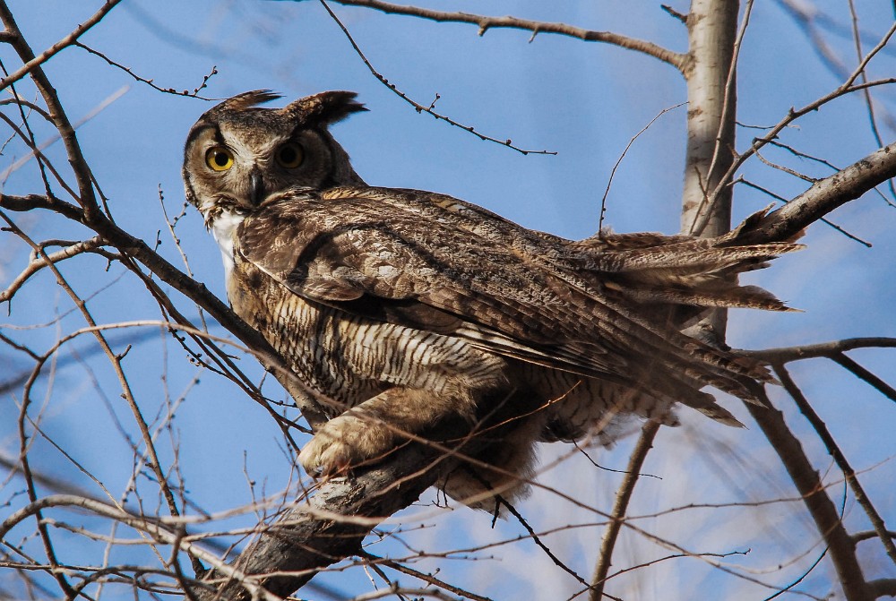 Great-horned-Owl