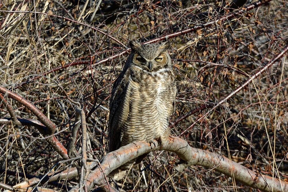 Great-horned-Owl 2