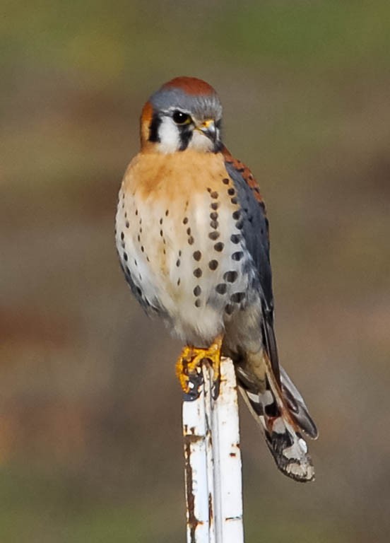 Kestrel