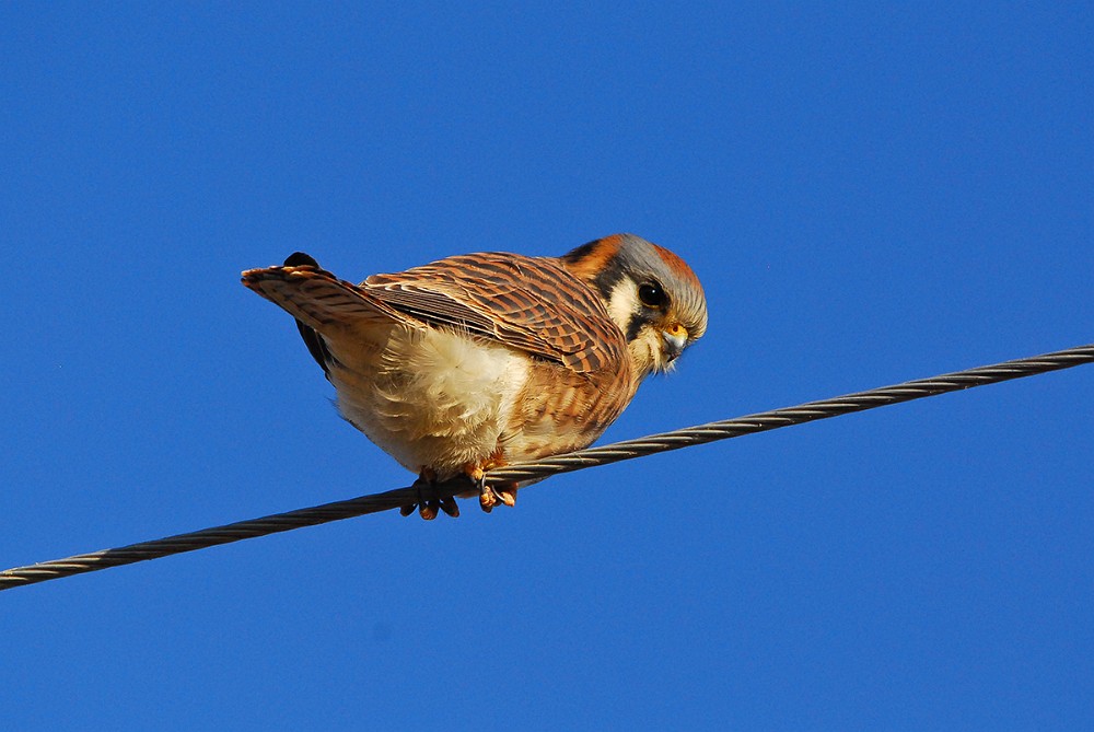 Kestrel 2