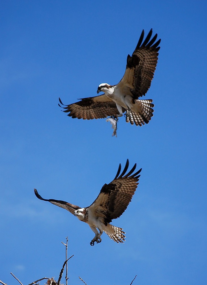 Osprey-pair