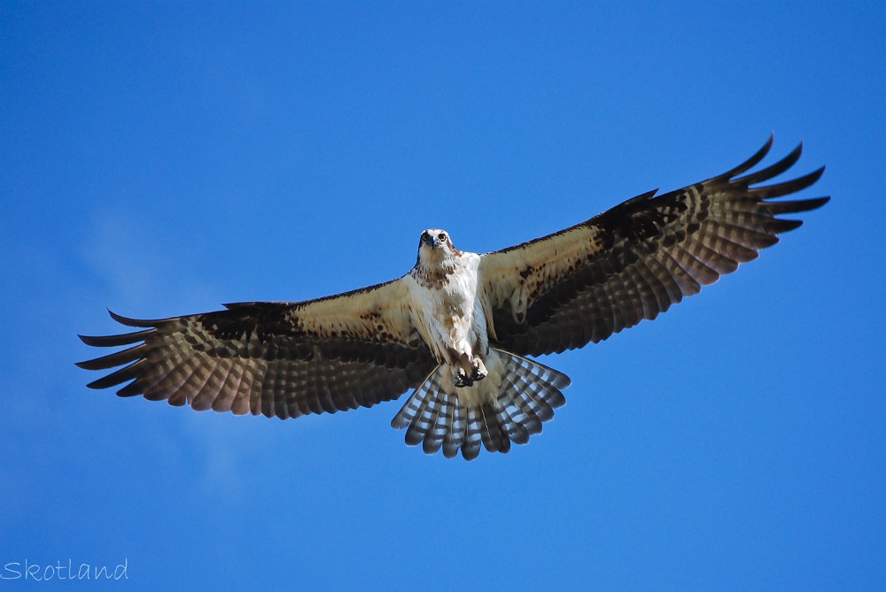 Osprey