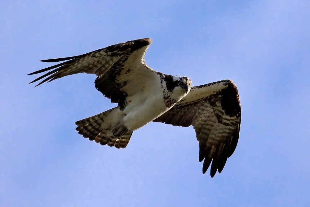 Osprey 1