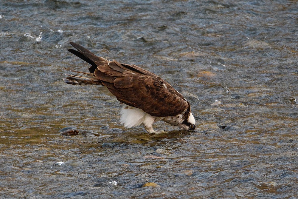 Osprey 2