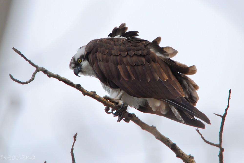 Osprey 3