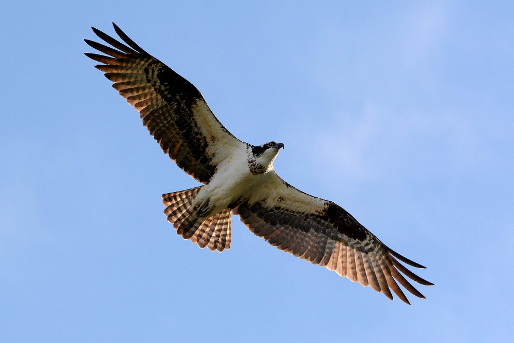 Osprey 4