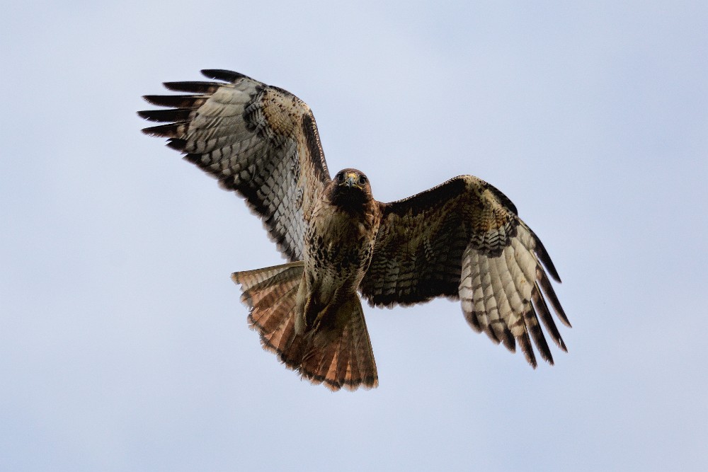 Red-tailed-hawk