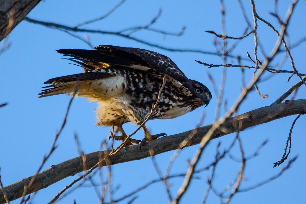 Red-tailed-hawk 1