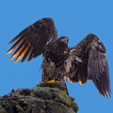 Bald-Eagle-juvinile 1