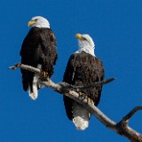 Bald-Eagle