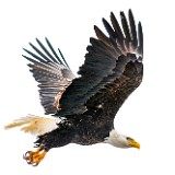 Bald-Eagle 1