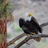 Bald-Eagle 2