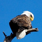 Bald-Eagle 3