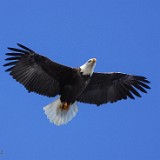 Bald-Eagle 4