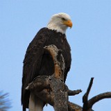 Bald-Eagle 5