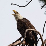 Bald-Eagle 6