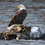 Bald-Eagle 7