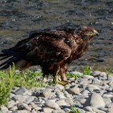 Golden-Eagle-Juvenile