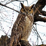 Great-horned Owl 1