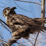 Great-horned-Owl