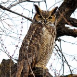 Great-horned-Owl 1