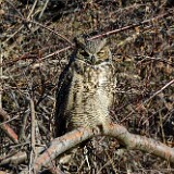 Great-horned-Owl 2