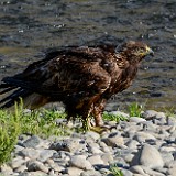 Juvenile Golden Eagle