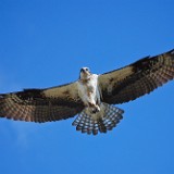 Osprey